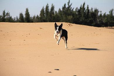 《足球经理2024》抢先体验现已上线